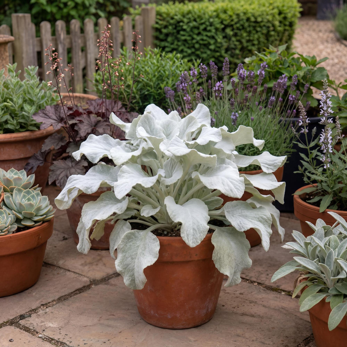 Angel Wings Senecio in a 4-inch pot, broad velvety silver leaves shaping a compact rounded clump