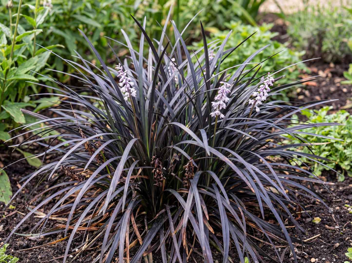 Mondo Grass