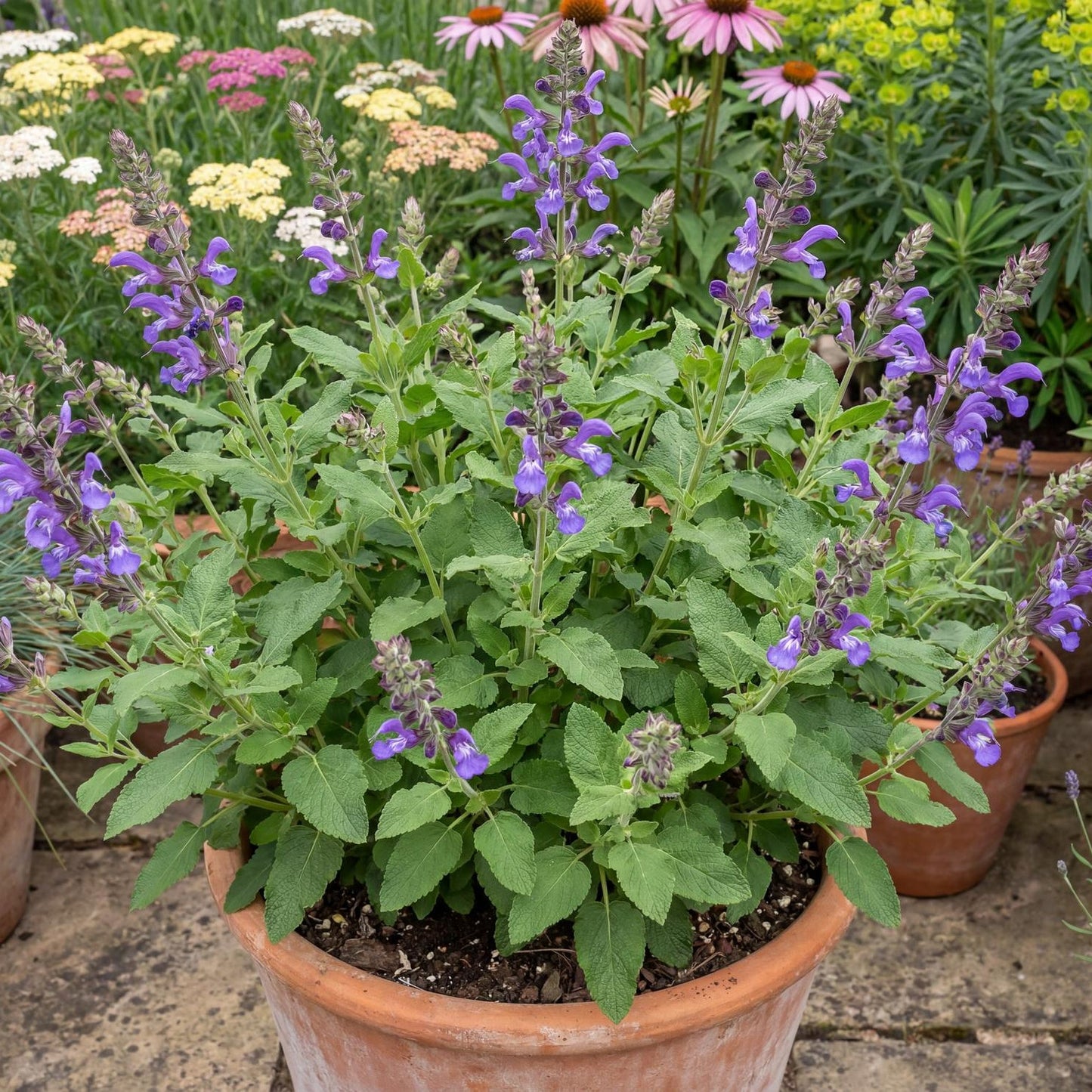 Tanami Blue Salvia