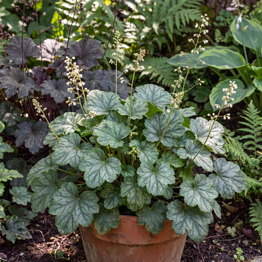 Kira Evergreen Forest Heuchera