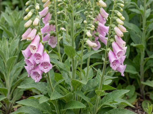 Dalmatian Rose Foxglove