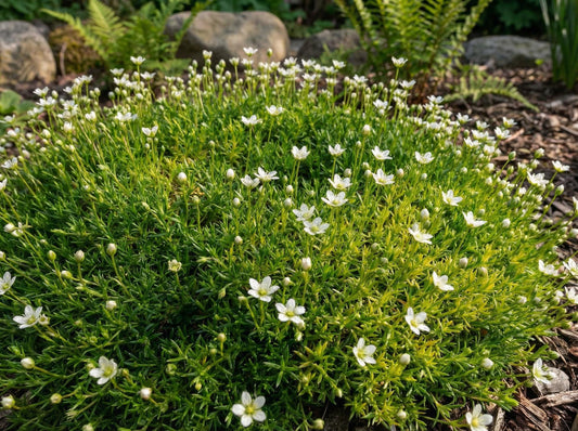 Irish Moss