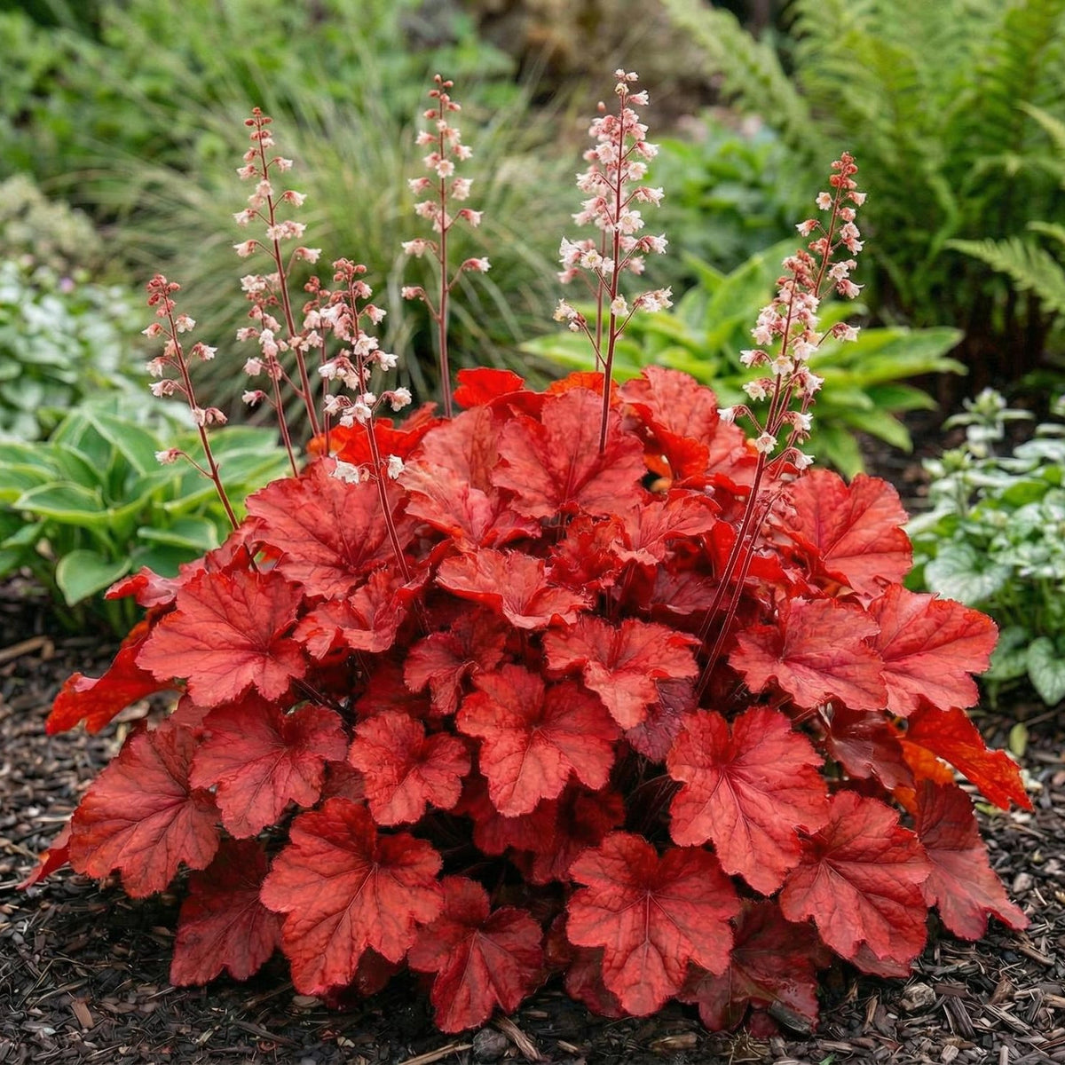 Fire Alarm Heuchera