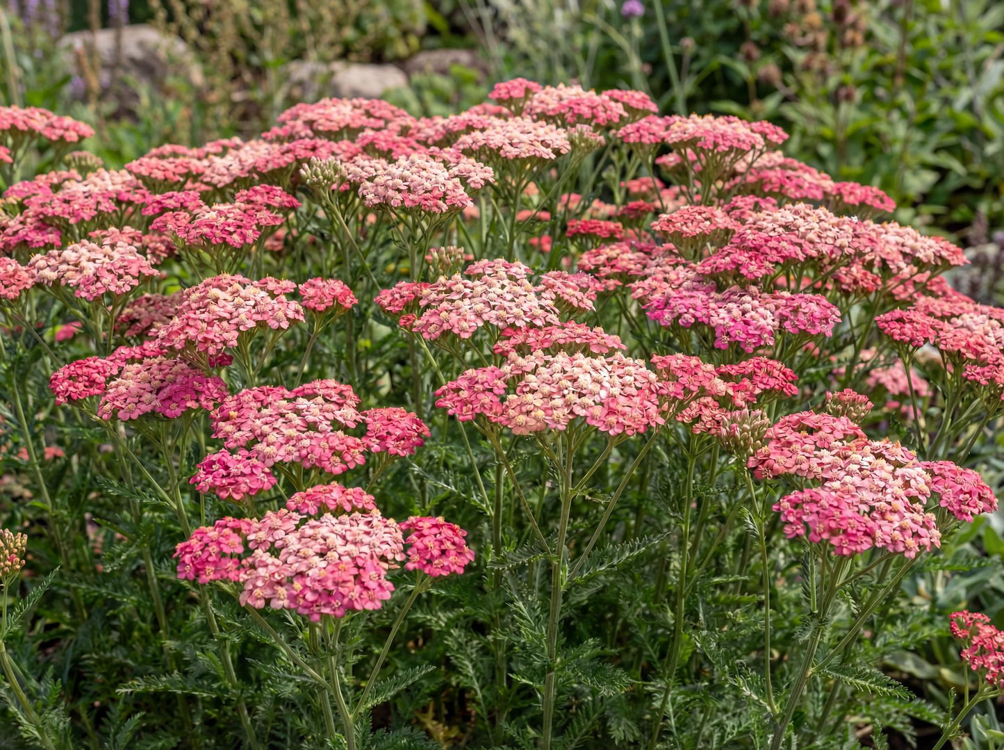 Tutti Frutti Pink Grapefruit Yarrow