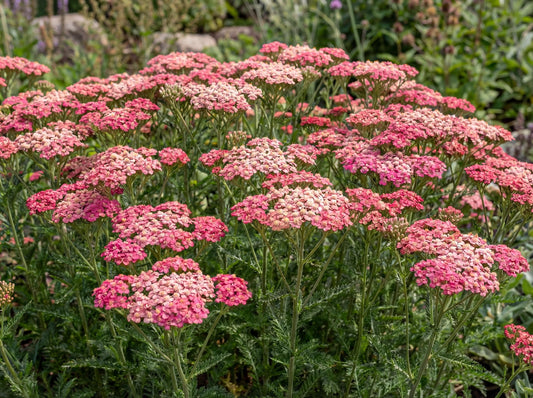 Tutti Frutti Pink Grapefruit Yarrow