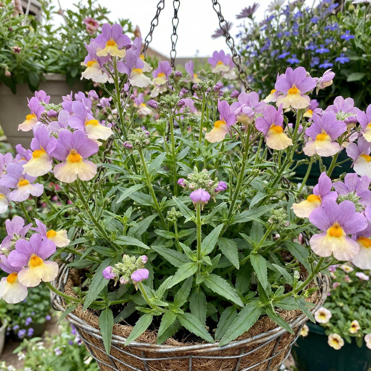 Pink Lemonade Fairy Kisses Nemesia