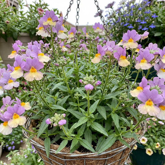 Pink Lemonade Fairy Kisses Nemesia