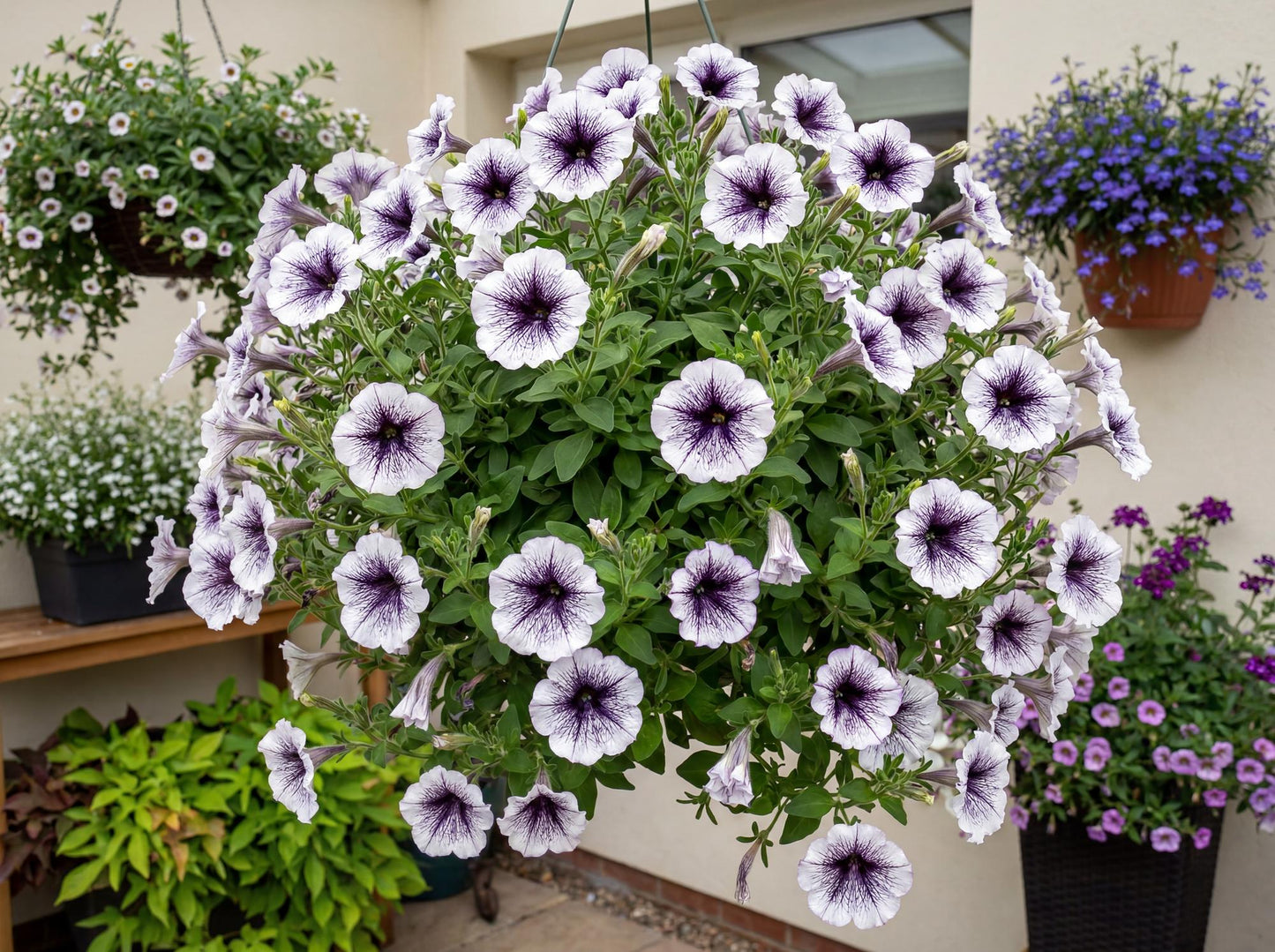 Crazytunia Black & White Petunia