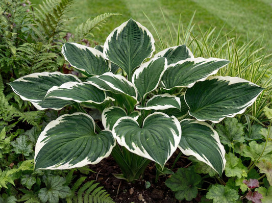 Minuteman Hosta