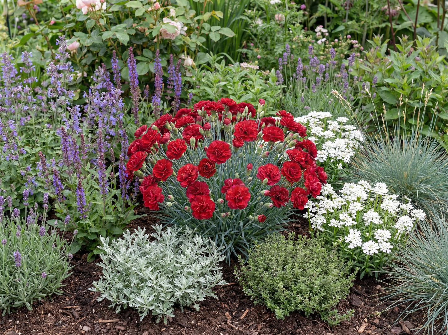 Odessa Red Dianthus