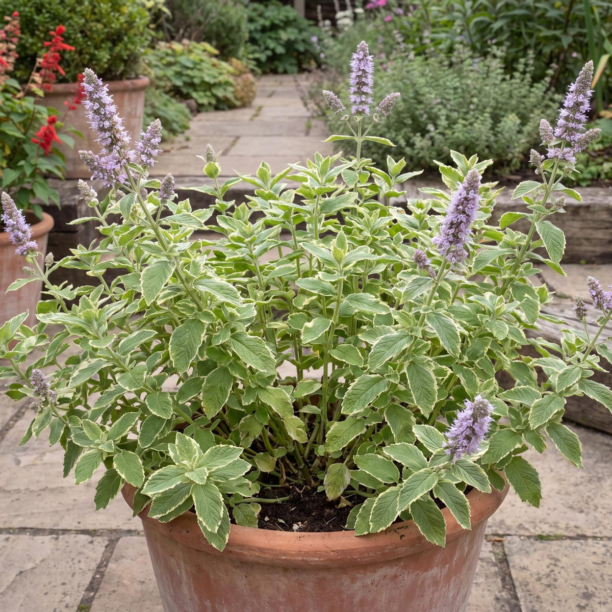 Pineapple Mint