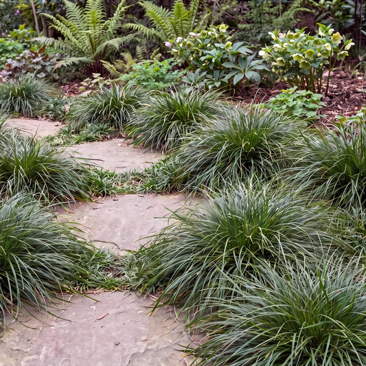 Chisai Carex Praegracilis