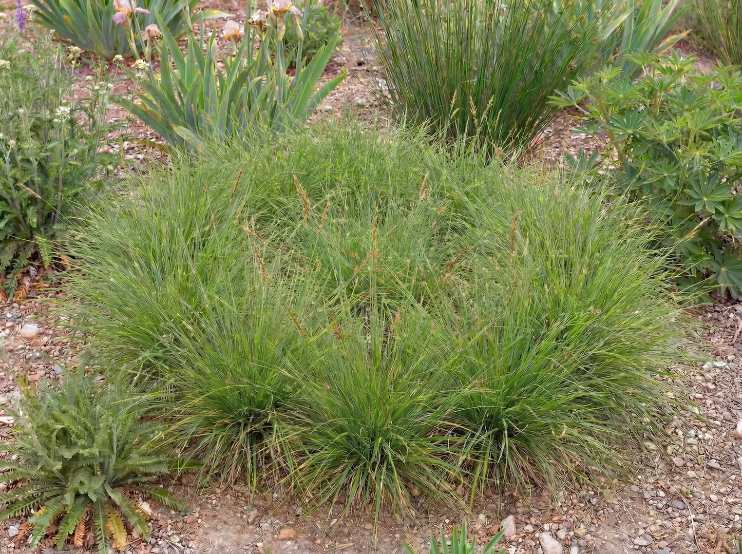 Praegracilis Carex