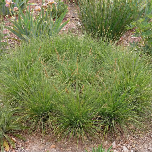 Praegracilis Carex