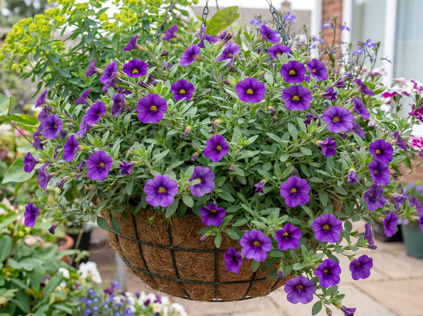 Lia Blue Calibrachoa