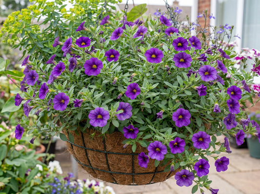 Lia Blue Calibrachoa