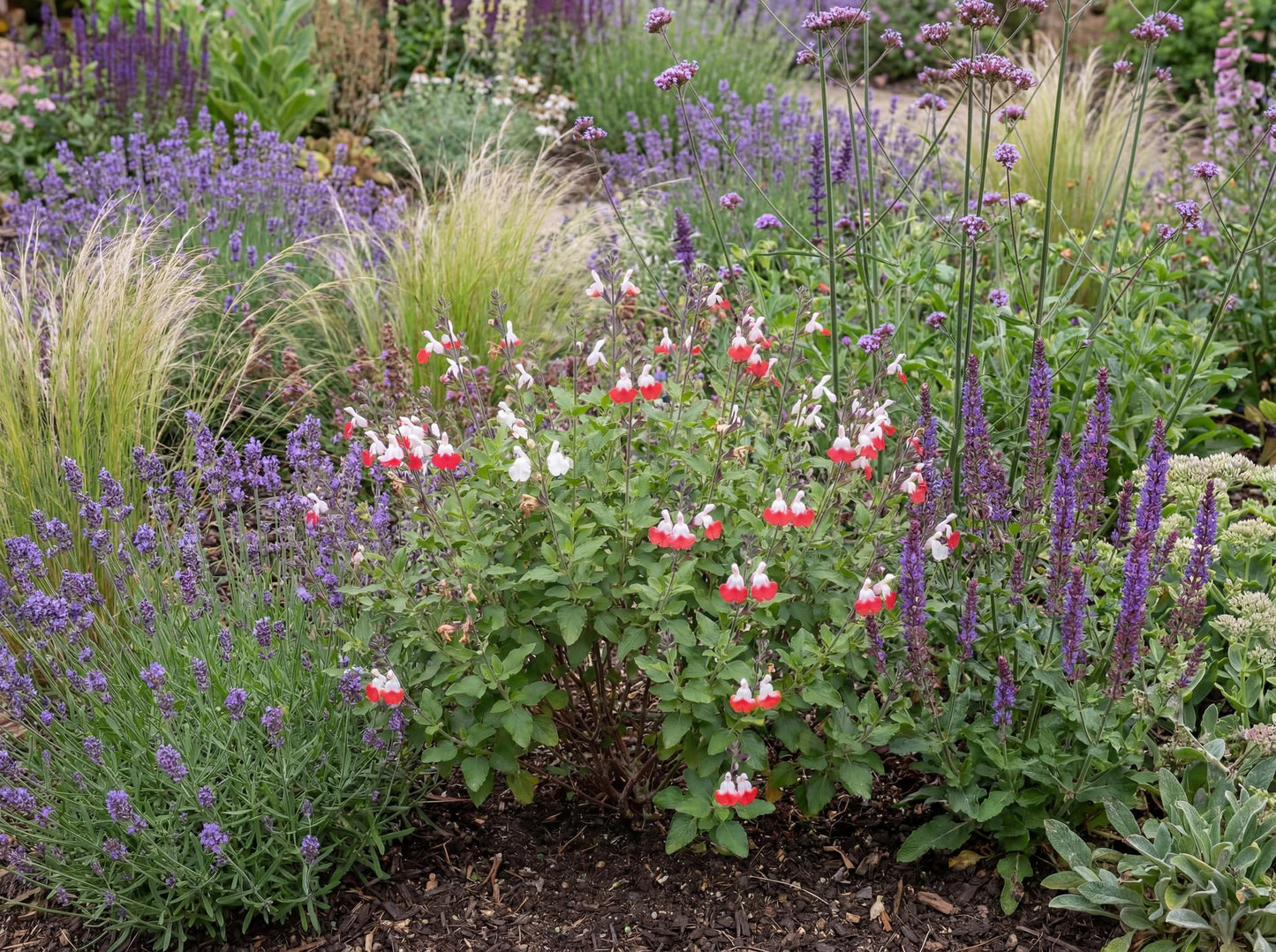 Hot Lips Salvia