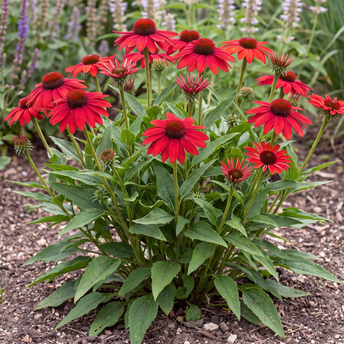 Red Coneflower, Echinacea Panama series, in a 4-inch pot with deep red blooms aging to orange on upright stems