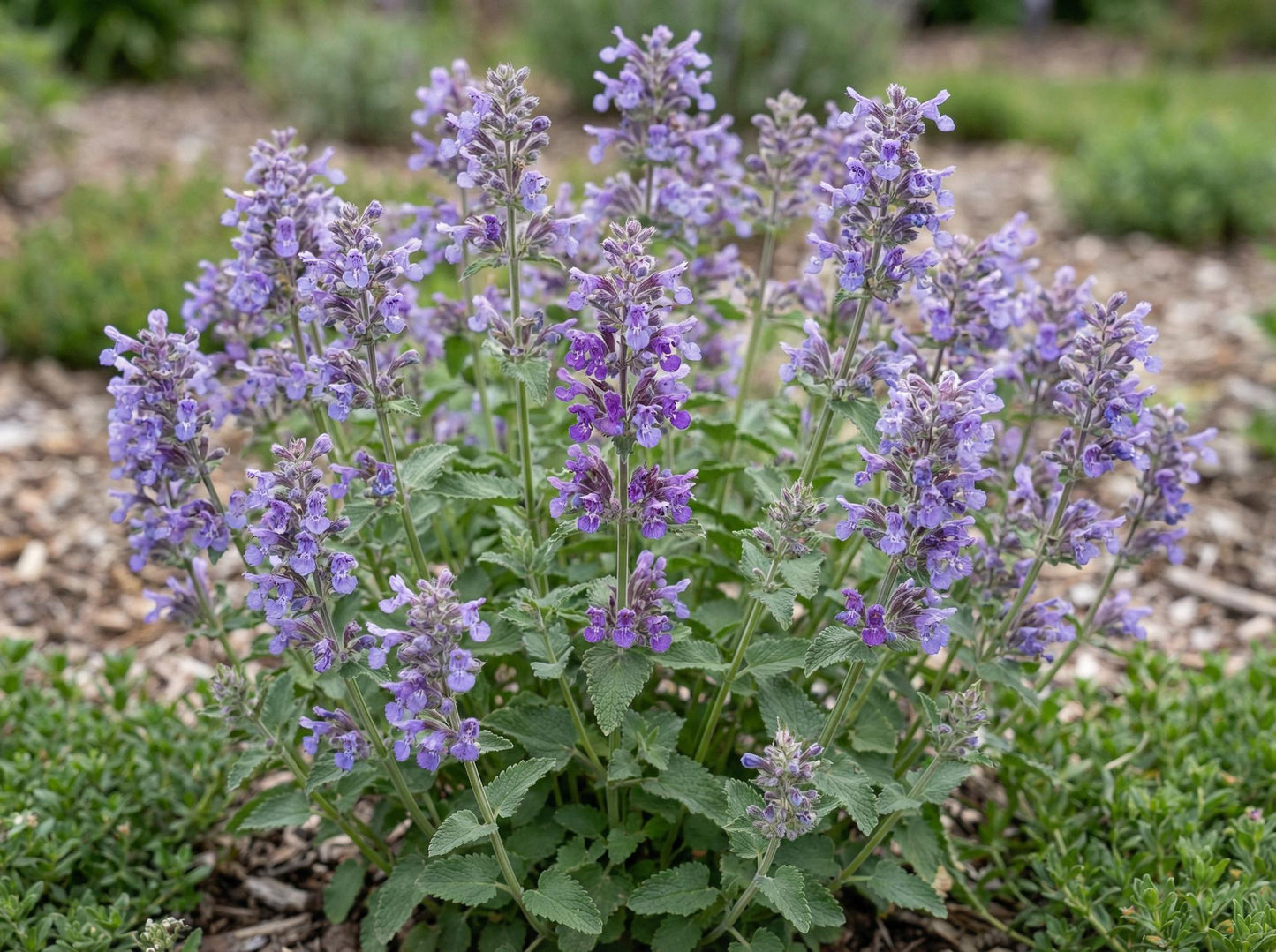 Blue Wonder Catmint