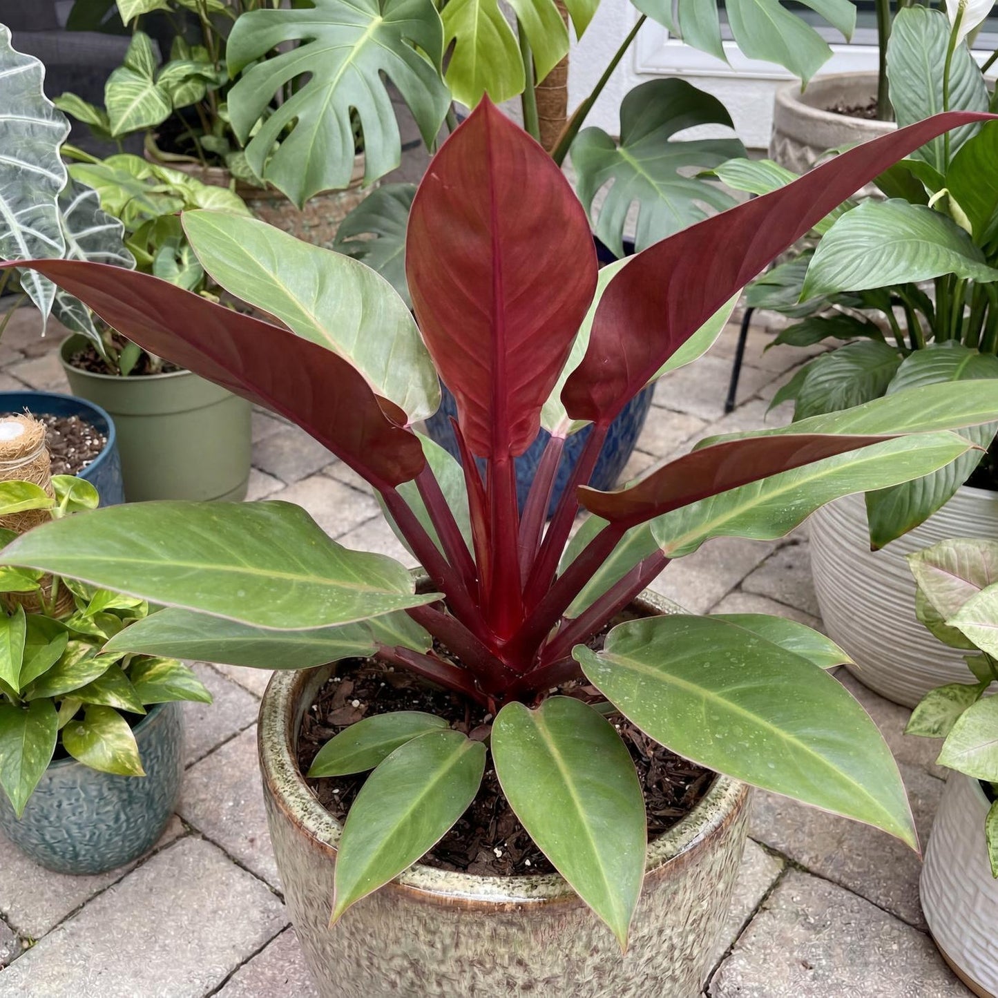 Red Back Philodendron