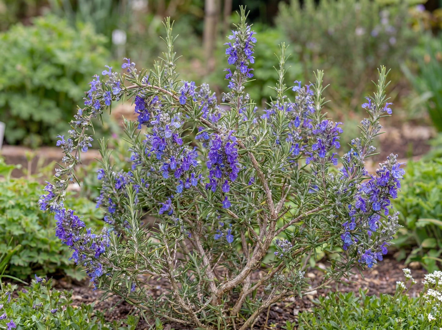 Blue Lagoon Rosemary