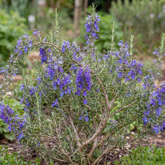 Blue Lagoon Rosemary