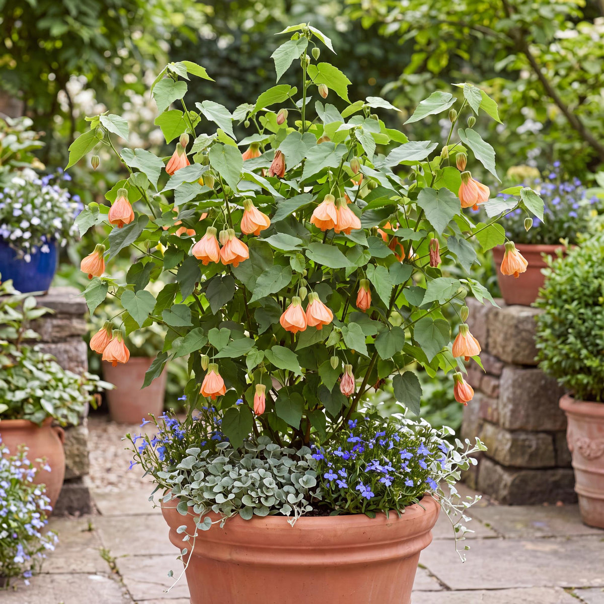 Lucky Lantern Tangerine Flowering Maple
