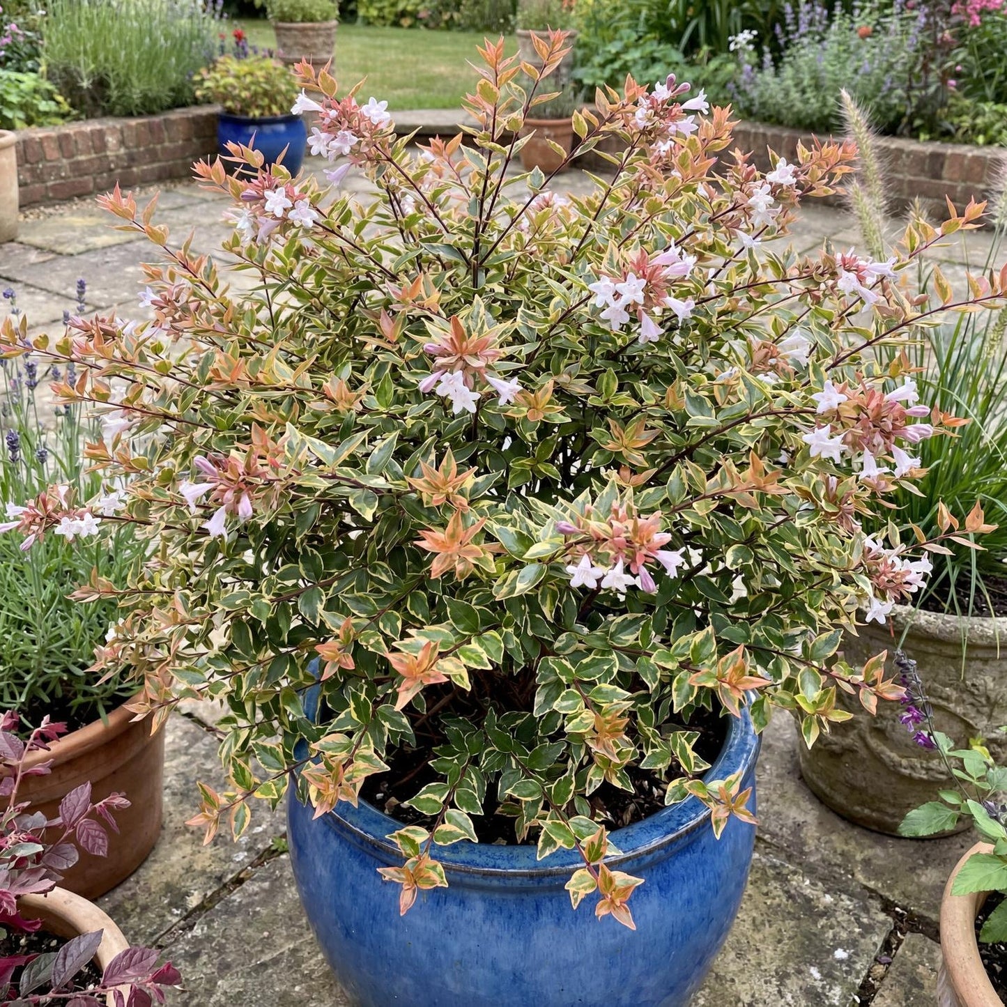 Suntastic Peach Glossy Abelia
