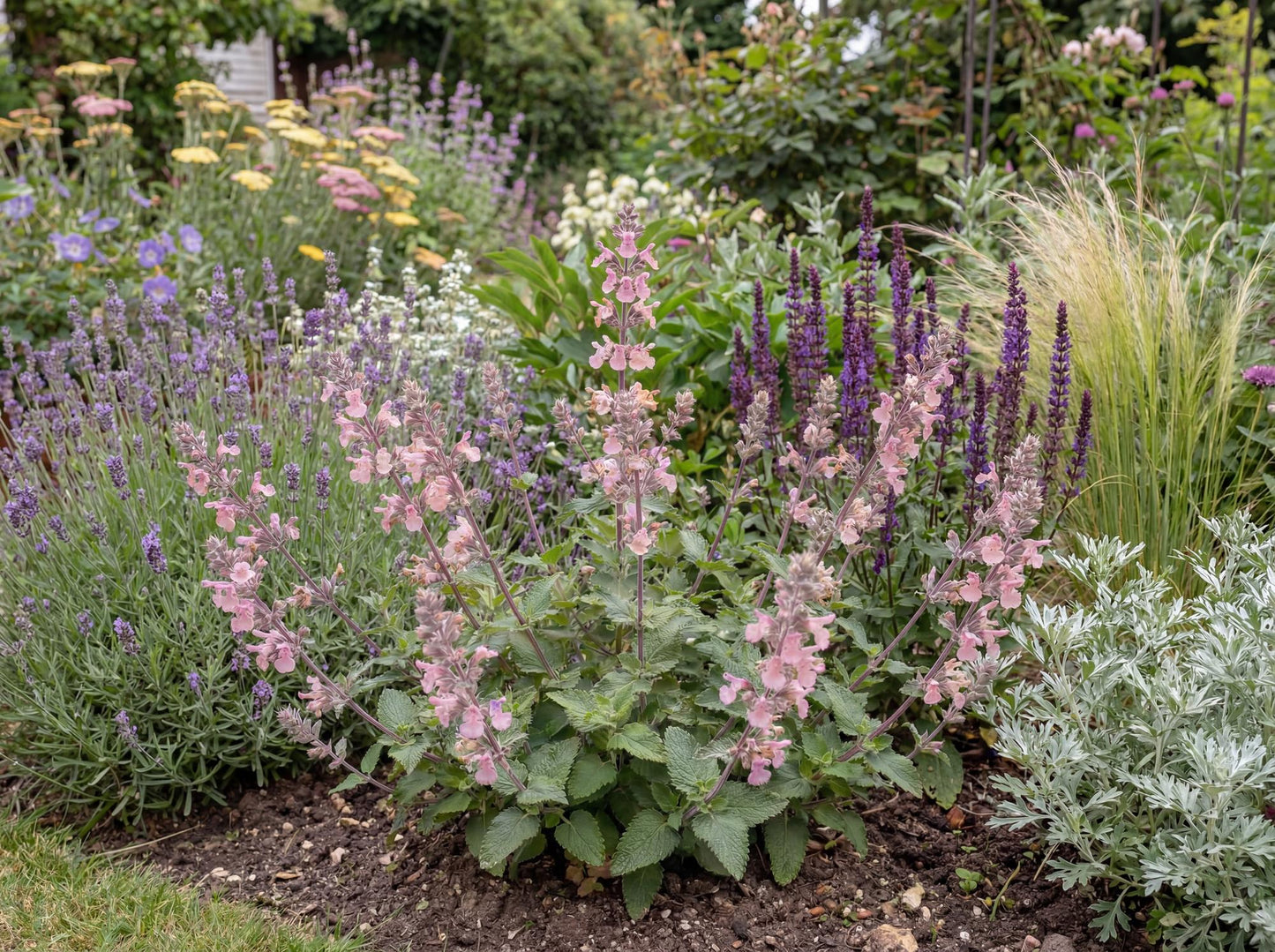 Whispurr Pink Nepeta