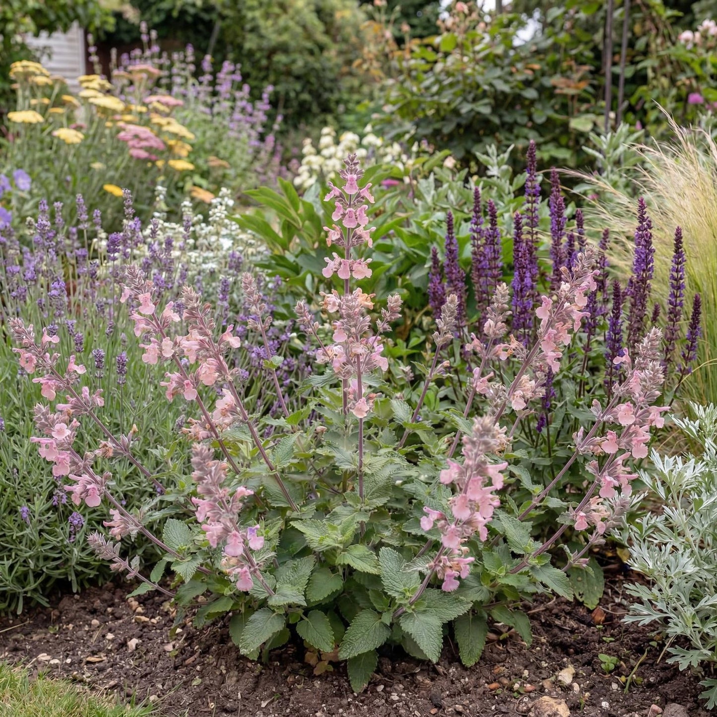 Whispurr Pink Nepeta