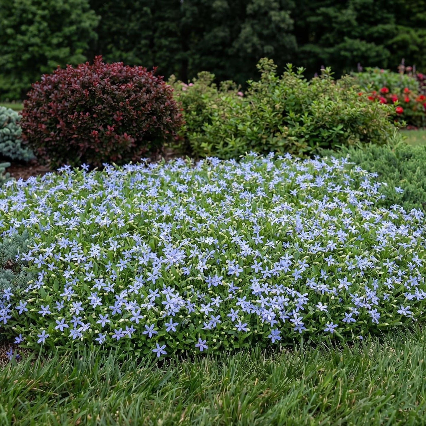 Blue Star Creeper
