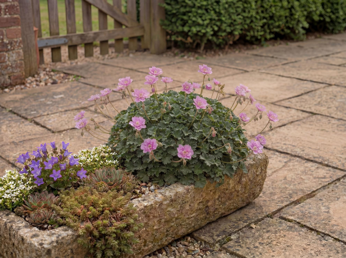 Pink Floral Alpine Geranium