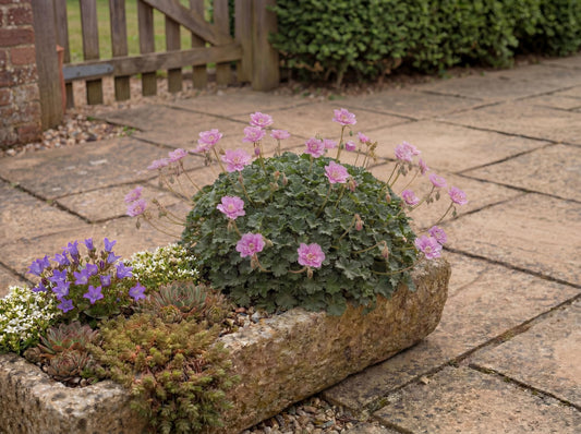 Pink Floral Alpine Geranium