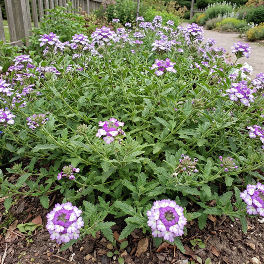 Wicked Great Grape Verbena