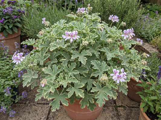 Lady Plymouth Variegated Geranium
