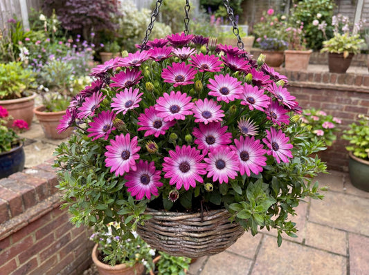 Magenta Osticade African Daisy