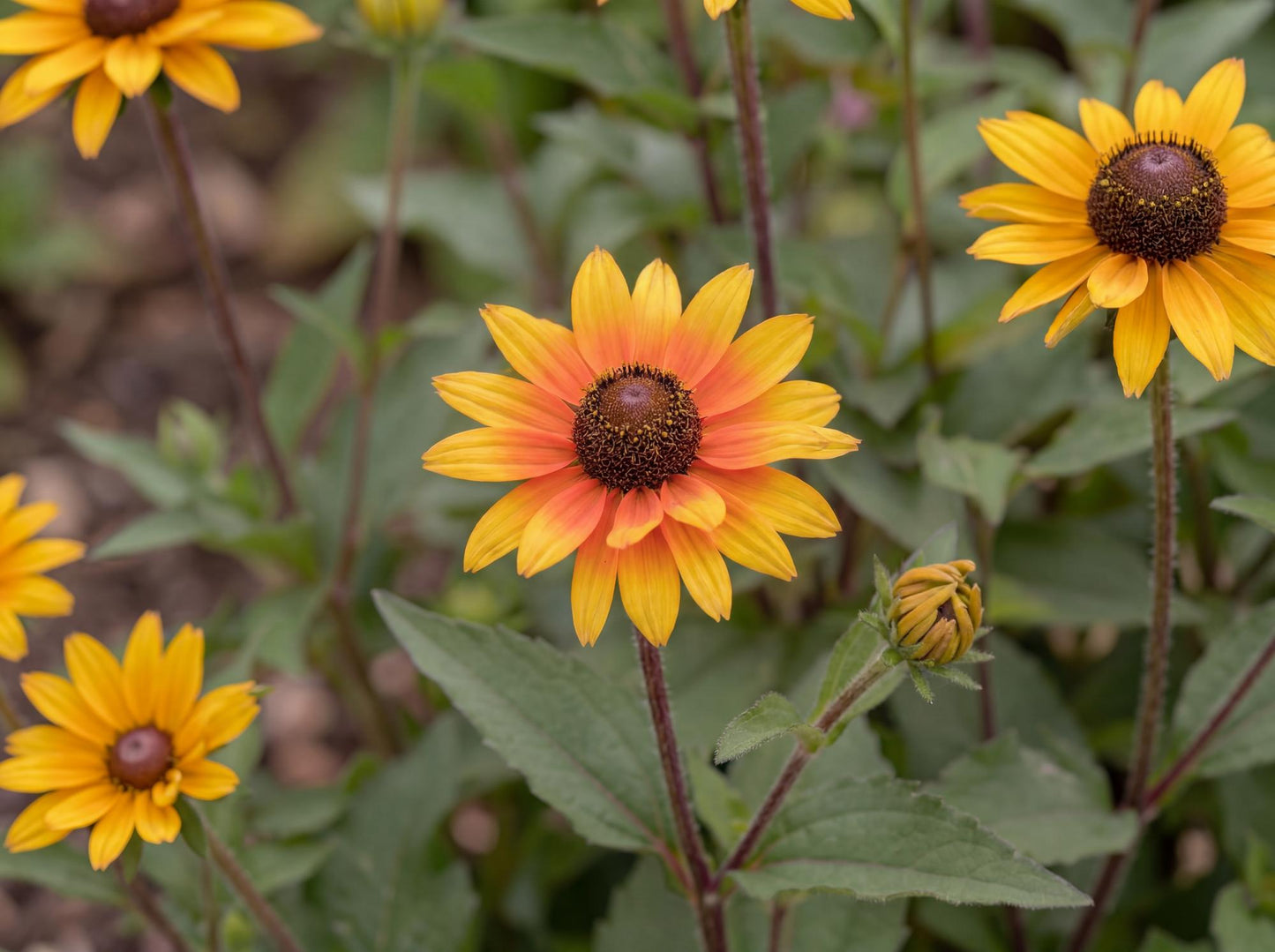 Punto Russo False Sunflower