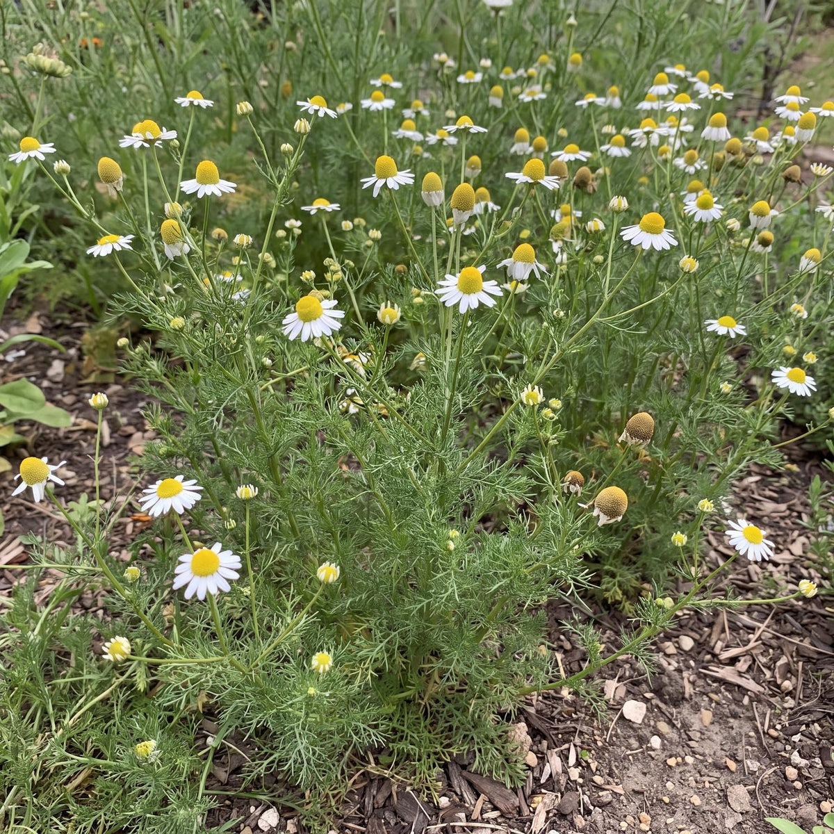 German Chamomile in a 4-inch pot, an organic herb with feathery green foliage and white daisy flowers