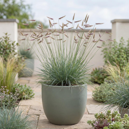 Blue Grama Grass