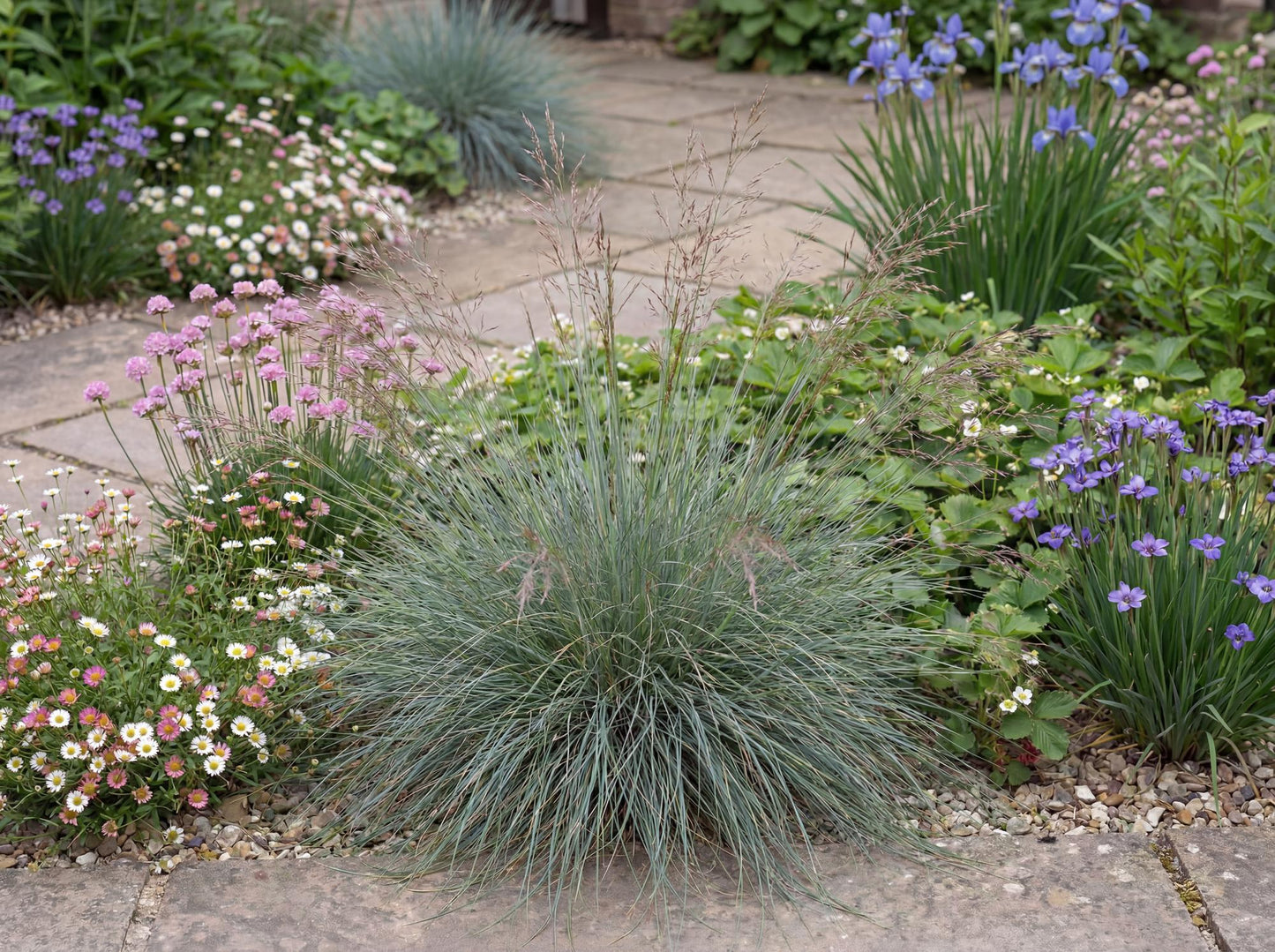 Patrick's Point Red Fescue