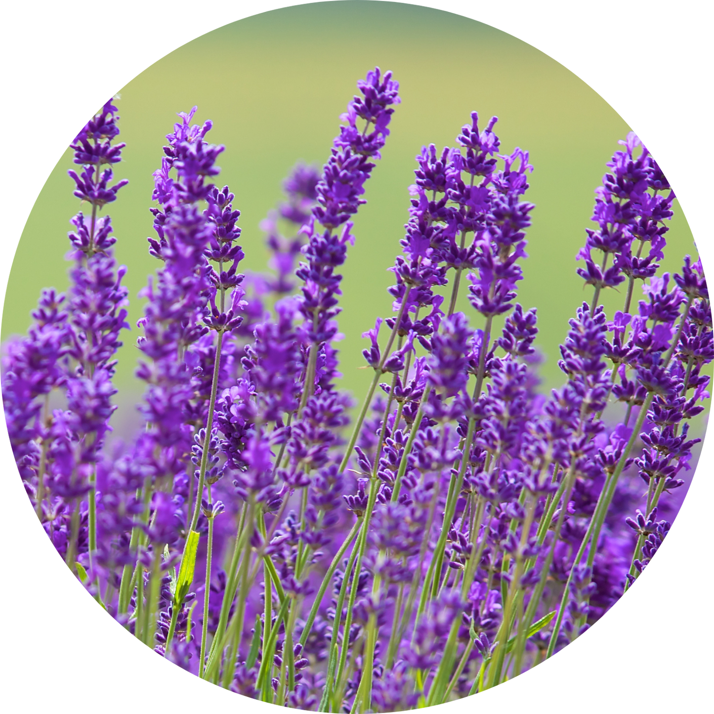 English Lavender