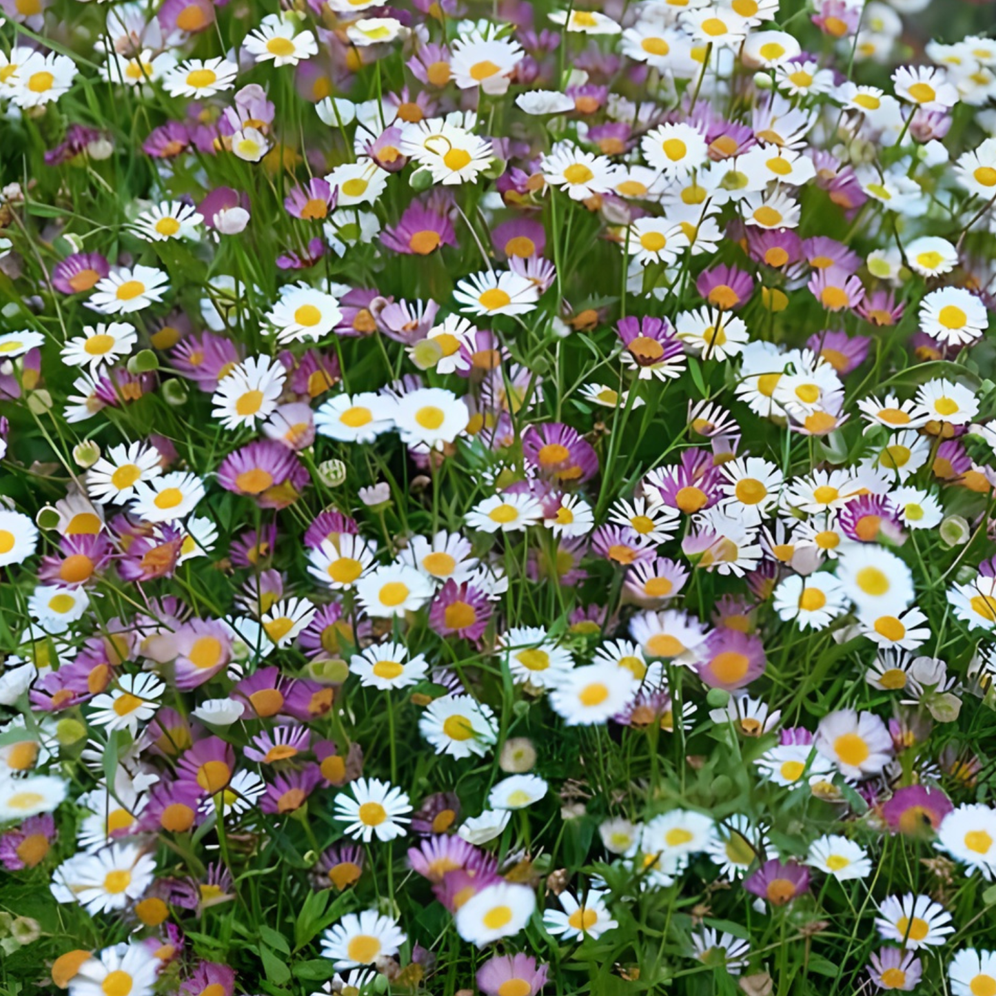 Santa Barbara Daisy (Erigeron)