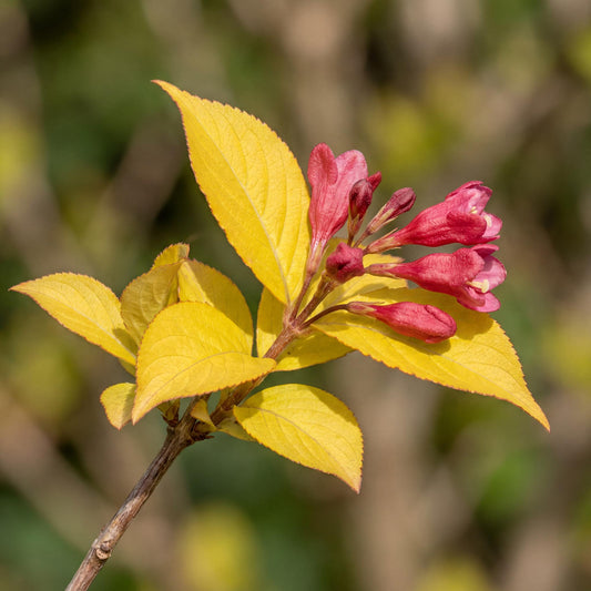 Golden Carpet Escallonia