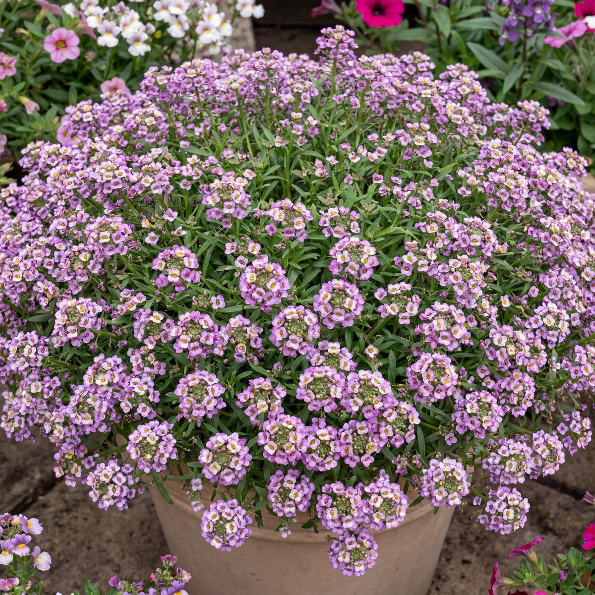 Rose Sweet Alyssum Hybrida Stream Compact
