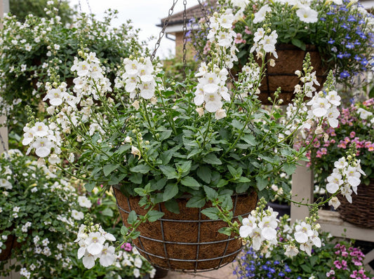 Breezee Plus White Diascia