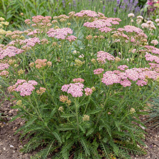 Island Pink Yarrow