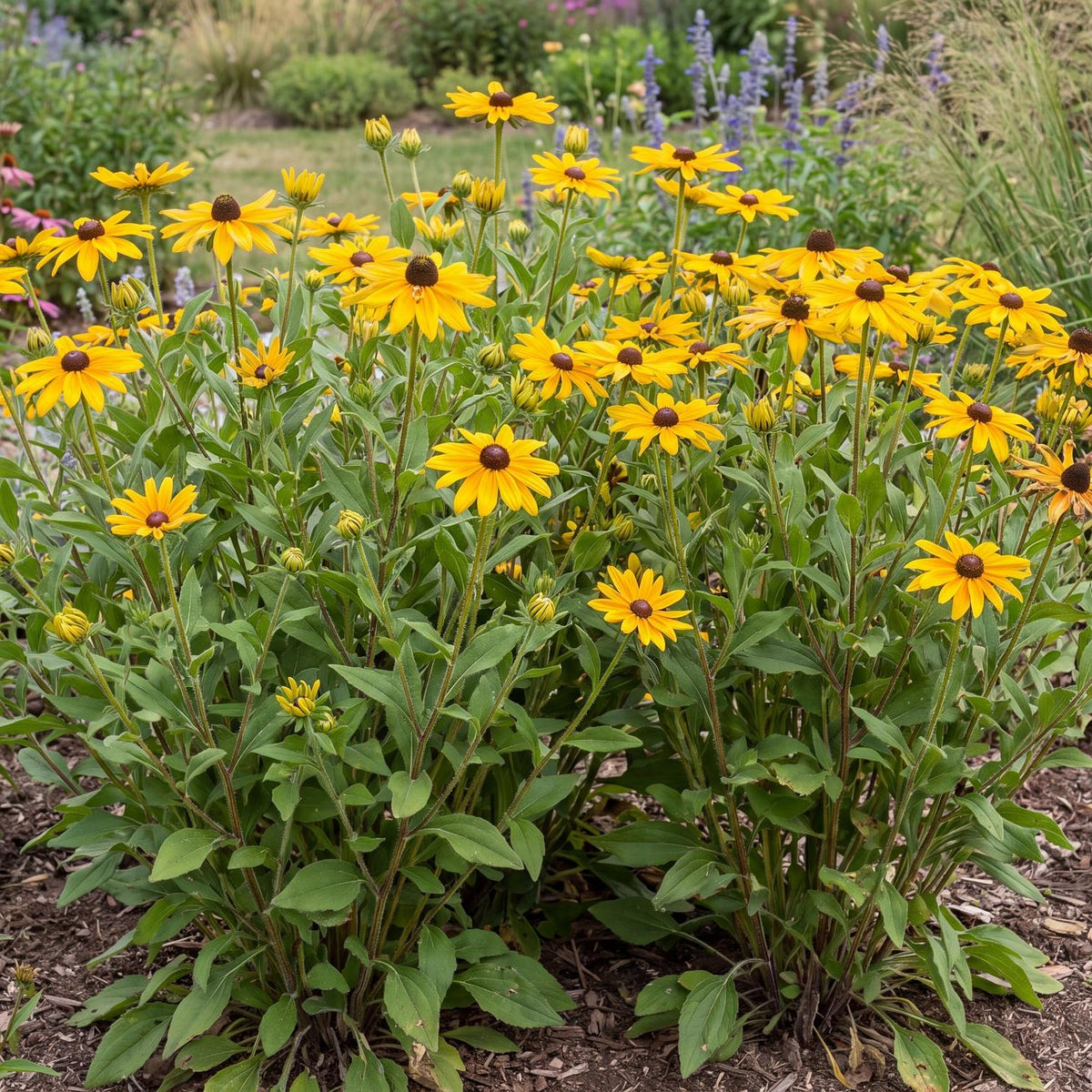 Indian Summer Black-Eyed Susan