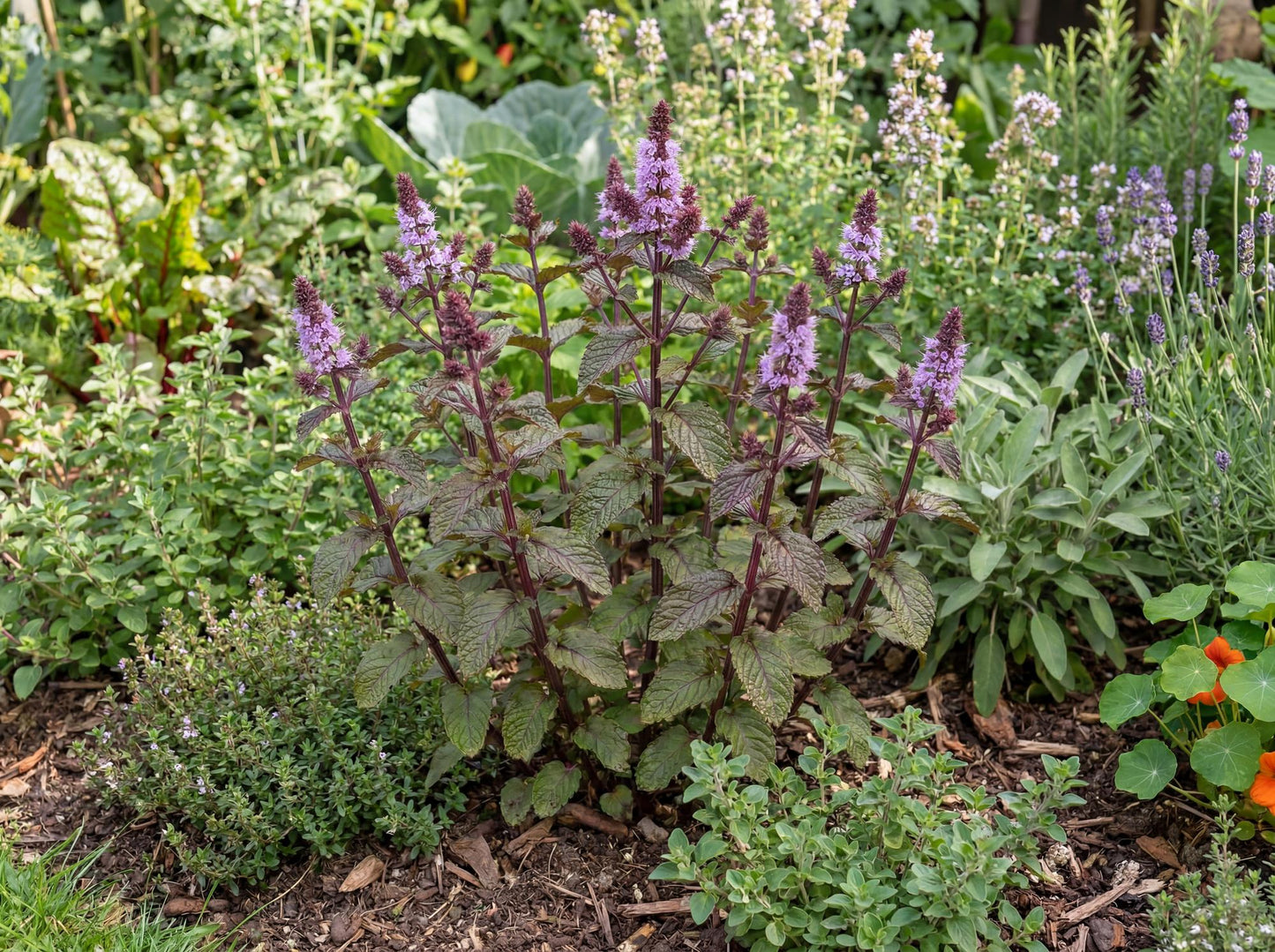 Blackcurrant Mint