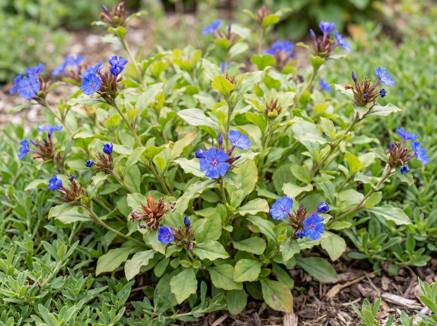 Ceratostigma