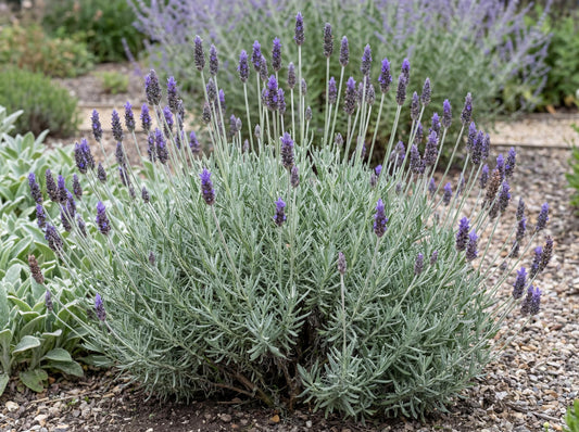 Purple Floral Grey Lavender